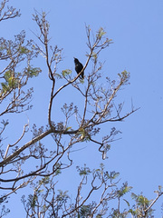 Sturnus unicolor