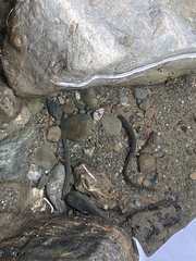 Lampetra richardsoni