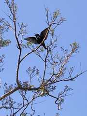 Sturnus unicolor