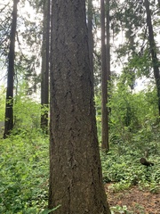Pseudotsuga menziesii