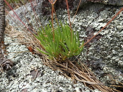 Phemeranthus calycinus