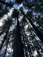 Pseudotsuga menziesii