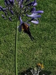 Papilio multicaudata multicaudata