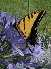 Papilio multicaudata multicaudata