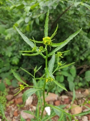 Rorippa globosa