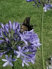 Papilio multicaudata multicaudata