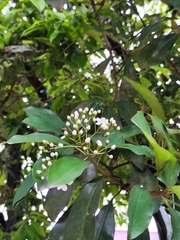 Photinia bodinieri