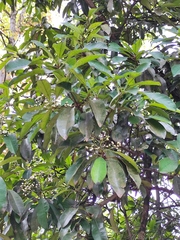 Photinia bodinieri