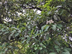 Photinia bodinieri