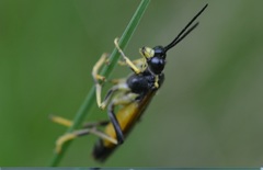 Tenthredo maculata