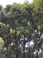 Photinia bodinieri
