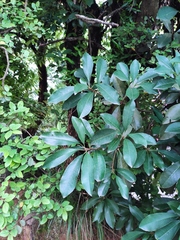 Photinia bodinieri