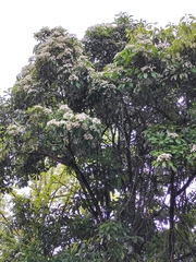 Photinia bodinieri