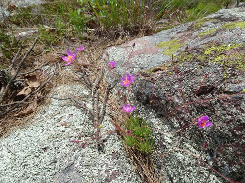 Image of Phemeranthus calycinus by (c) Thomas Koffel, some rights reserved (CC BY)