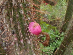 Cleistocactus baumannii