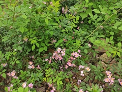 Rosa multiflora cathayensis