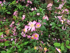 Rosa multiflora cathayensis