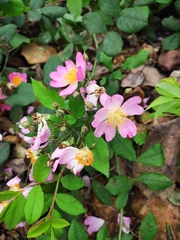 Rosa multiflora cathayensis