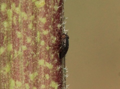 Notogramma