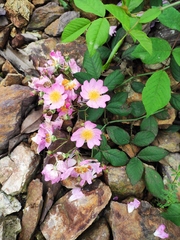 Rosa multiflora cathayensis