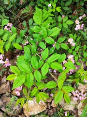 Rosa multiflora cathayensis