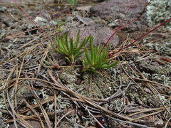 Phemeranthus calycinus