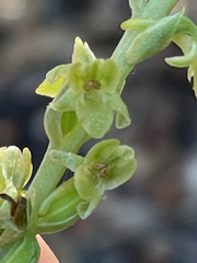 Platanthera cooperi