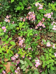 Rosa multiflora cathayensis