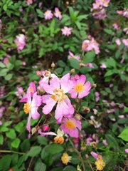 Rosa multiflora cathayensis