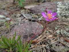 Phemeranthus calycinus