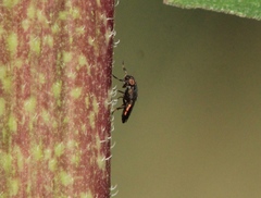Notogramma