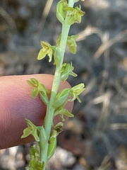 Platanthera cooperi