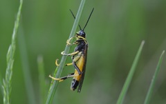 Tenthredo maculata