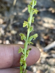 Platanthera cooperi