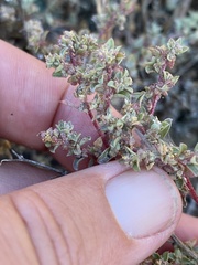 Atriplex pacifica
