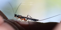 Poemeniinae