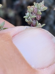 Atriplex pacifica