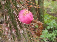 Cleistocactus baumannii