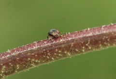 Notogramma
