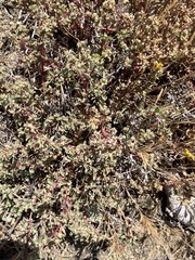 Atriplex pacifica
