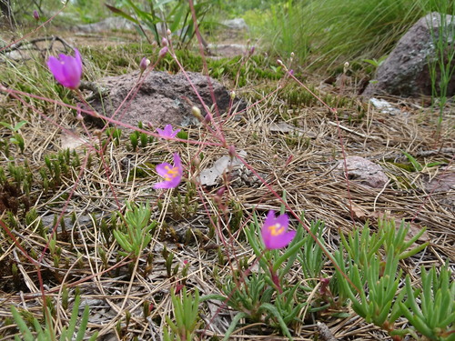 Image of Phemeranthus calycinus by (c) Thomas Koffel, some rights reserved (CC BY)