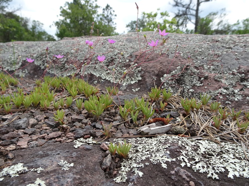 Image of Phemeranthus calycinus by (c) Thomas Koffel, some rights reserved (CC BY)