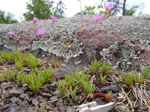 Image of Phemeranthus calycinus by (c) Thomas Koffel, some rights reserved (CC BY)