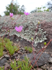 Phemeranthus calycinus