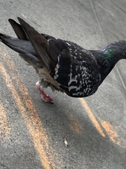 Columba livia