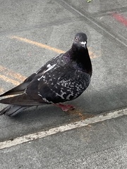 Columba livia