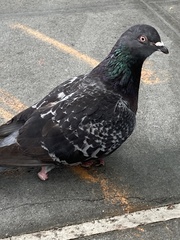 Columba livia