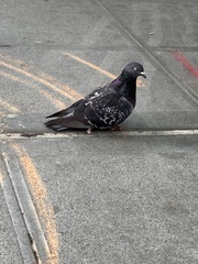 Columba livia