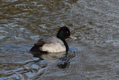 Aythya affinis