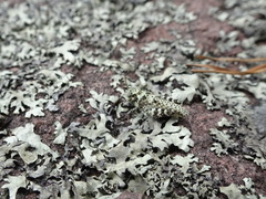 Trimerotropis saxatilis